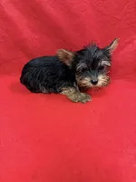 Bo, a male Yorkshire Terrier for sale in Vidalia, GA – Photo 3 of 3