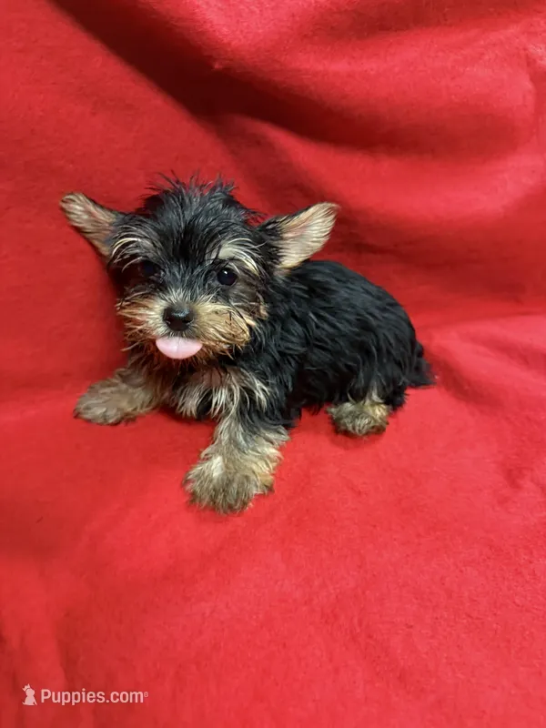 Bo – Yorkshire Terrier puppy for sale in Vidalia, GA