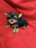 Bo, a male Yorkshire Terrier for sale in Vidalia, GA – Photo 1 of 3