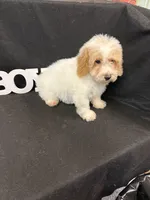 Jay, a male Maltipoo for sale in Vidalia, GA – Photo 3 of 3