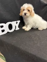 Jay, a male Maltipoo for sale in Vidalia, GA – Photo 2 of 3