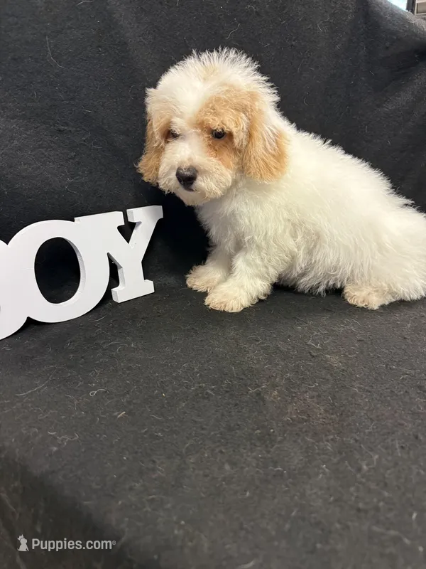 Jay – Maltipoo puppy for sale in Vidalia, GA