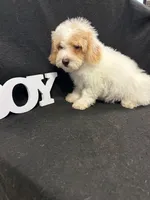 Jay, a male Maltipoo for sale in Vidalia, GA – Photo 1 of 3