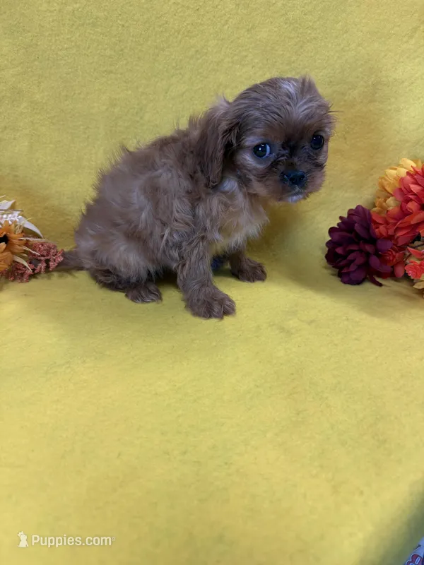 Walker  – Cavalier King Charles Spaniel puppy for sale in Vidalia, GA