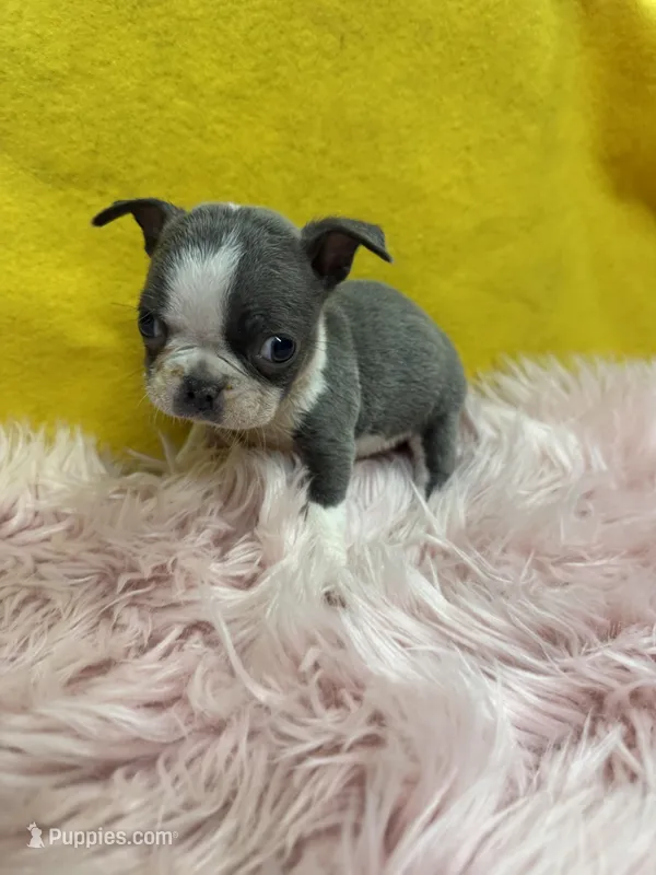 Girl 1 – Boston Terrier puppy for sale in Vidalia, GA