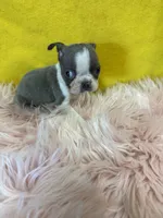 Girl 1, a female Boston Terrier for sale in Vidalia, GA – Photo 2 of 2