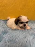 Tiny Kaiden, a male Shih Tzu for sale in Vidalia, GA – 2 of 4