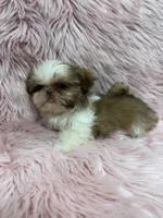 Imperial , a female Shih Tzu for sale in Vidalia, GA – 3 of 4
