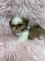 Imperial , a female Shih Tzu for sale in Vidalia, GA – 4 of 4