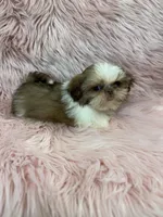 Imperial , a female Shih Tzu for sale in Vidalia, GA – 2 of 4
