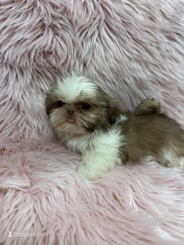 Imperial  – Shih Tzu puppy for sale in Vidalia, GA