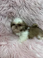 Imperial , a female Shih Tzu for sale in Vidalia, GA – 1 of 4