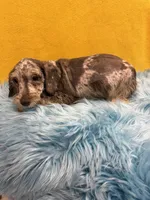 Sam, a male Miniature Schnauzer for sale in Vidalia, GA – Photo 2 of 2