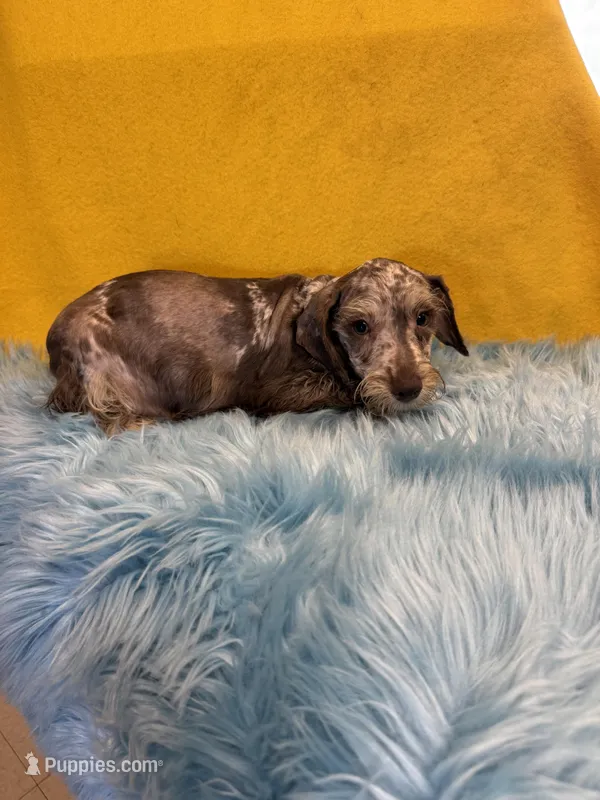 Sam – Miniature Schnauzer puppy for sale in Vidalia, GA