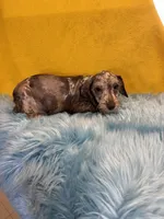 Sam, a male Miniature Schnauzer for sale in Vidalia, GA – Photo 1 of 2