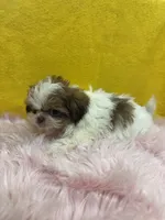 TINY Abbie (Imperial), a female Shih Tzu for sale in Vidalia, GA – 3 of 4