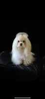 Tiny Jase, a male Maltese for sale in Vidalia, GA – 2 of 3