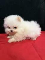 Pom 2 , a female Pomeranian for sale in Vidalia, GA – Photo 2 of 2