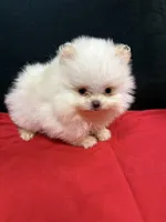 Pom 2 , a female Pomeranian for sale in Vidalia, GA – Photo 1 of 2