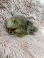 Daisy , a female Pomeranian for sale in Vidalia, GA – Photo 3 of 3