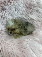 Daisy , a female Pomeranian for sale in Vidalia, GA – Photo 2 of 3