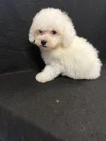 Pixie, a female Bichon Frise for sale in Vidalia, GA – Photo 2 of 5