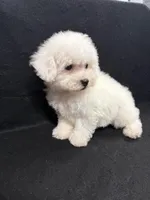 Pixie, a female Bichon Frise for sale in Vidalia, GA – Photo 1 of 5