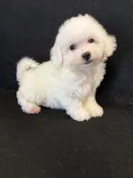 Pixie, a female Bichon Frise for sale in Vidalia, GA – Photo 3 of 5