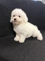 Pixie, a female Bichon Frise for sale in Vidalia, GA – Photo 4 of 5