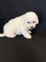 Pixie, a female Bichon Frise for sale in Vidalia, GA – Photo 5 of 5