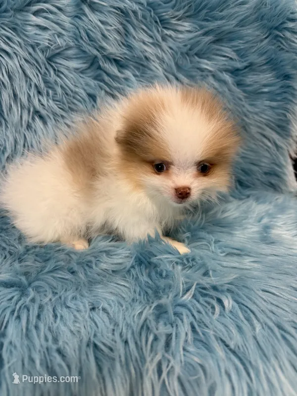 Wag , a male Pomeranian for sale in Vidalia, GA – Photo 1 of 2
