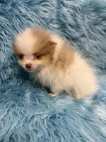 Wag , a male Pomeranian for sale in Vidalia, GA – Photo 2 of 2
