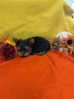 Boy 1, a male Yorkshire Terrier for sale in Vidalia, GA – Photo 1 of 2