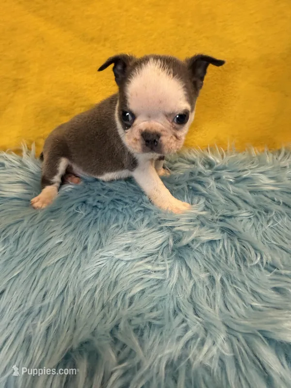 Boy 1 – Boston Terrier puppy for sale in Vidalia, GA