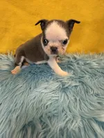 Boy 1, a male Boston Terrier for sale in Vidalia, GA – Photo 1 of 2