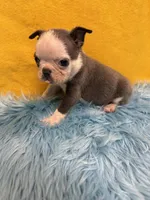 Boy 1, a male Boston Terrier for sale in Vidalia, GA – Photo 2 of 2
