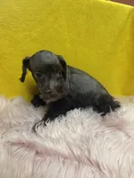 Bae, a female Miniature Schnauzer for sale in Vidalia, GA – 3 of 3