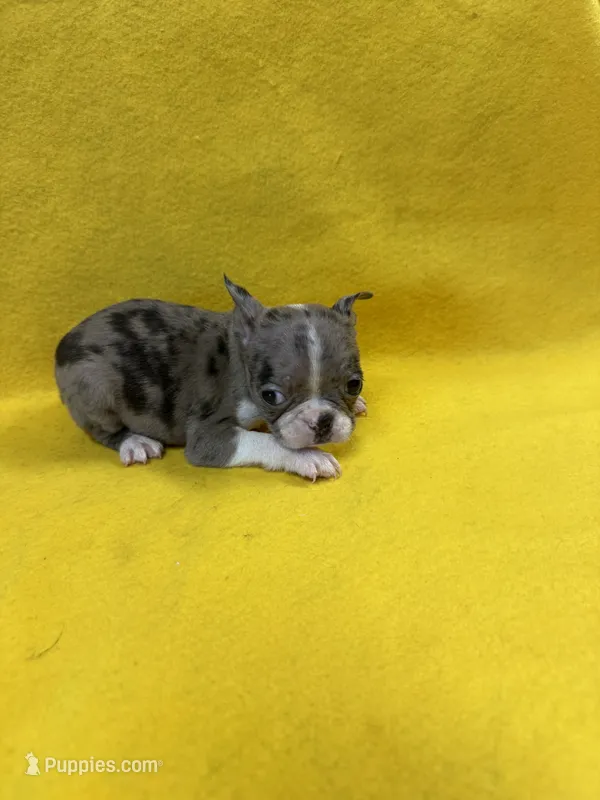 Bae  – Boston Terrier puppy for sale in Vidalia, GA