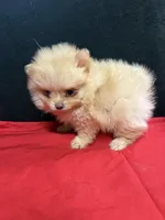 Pom 1, a female Pomeranian for sale in Vidalia, GA – Photo 1 of 3