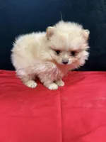 Pom 1, a female Pomeranian for sale in Vidalia, GA – Photo 2 of 3