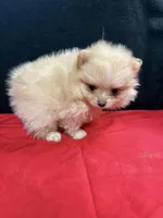 Pom 1, a female Pomeranian for sale in Vidalia, GA – Photo 3 of 3