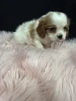 Little Annie , a female Cavalier King Charles Spaniel for sale in Vidalia, GA – 3 of 4