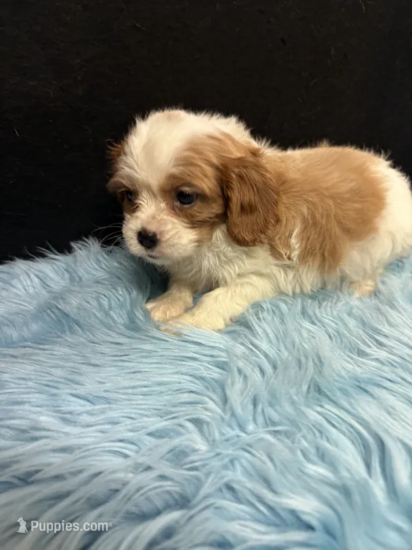 Kaleb – Cavalier King Charles Spaniel puppy for sale in Vidalia, GA