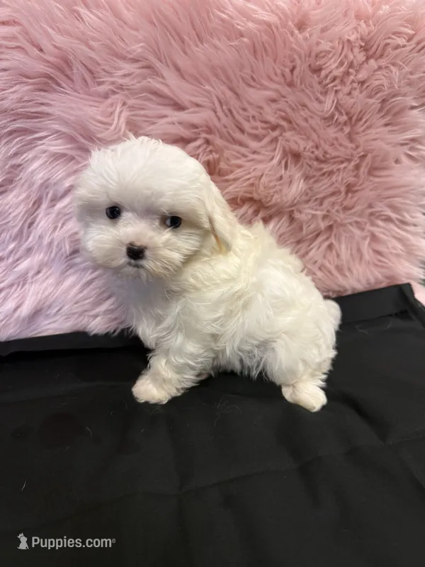 Bam – Maltese puppy for sale in Vidalia, GA