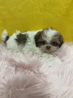 TINY Abbie (Imperial), a female Shih Tzu for sale in Vidalia, GA – 1 of 4