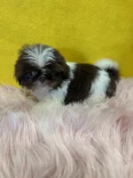 Tiny CoCo , a female Shih Tzu for sale in Vidalia, GA – Photo 2 of 4