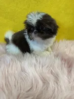 Tiny CoCo , a female Shih Tzu for sale in Vidalia, GA – Photo 4 of 4