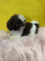 Tiny CoCo , a female Shih Tzu for sale in Vidalia, GA – Photo 1 of 4