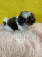 Tiny CoCo , a female Shih Tzu for sale in Vidalia, GA – Photo 3 of 4