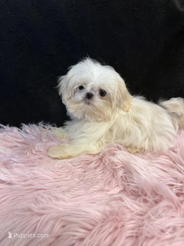 Bre – Shih Tzu puppy for sale in Vidalia, GA